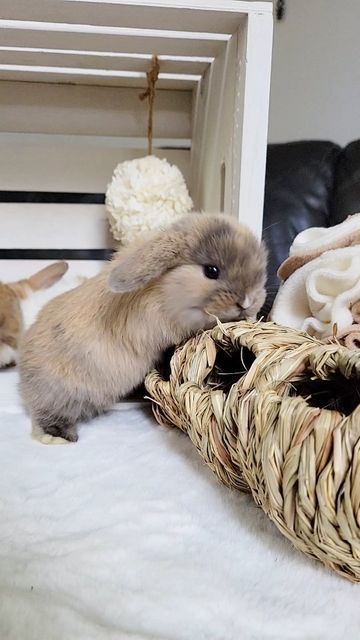 Blue Clover Rabbitry on Instagram: "Miffy + Clover's 4.5 week old holland lop buns! Loving every second with this litter! Stunning colors and beautiful personalities forming. I took their photos today, so they'll be moving from the "In The Nesting Box" page to the "Bunnies To _____" page. Full details are on our website! Links in our bio! 

We also have a few does who will be retiring soon, and they'll be looking for a pet home! I'll be very picky where they go! Details will be posted on our website very soon! 

Hope you all have a hoppy Thursday! 🐰" Lop Bunnies, Holland Lop Bunnies, Lola Bunny, Holland Lop, Nesting Box, Pet Bunny, Pet Home, Personalities, Buns