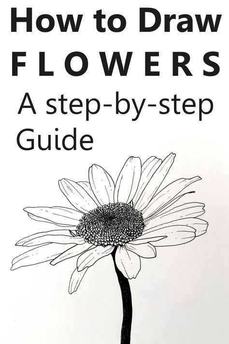 Sketching Flowers Pencil, Drawing Ideas For Flowers, How To Draw Modern Flowers, Drawing Daisies Step By Step, Simple Flower Images, Easy Draw Flowers Simple, Flower Sketching Ideas, Drawings Of Daisies, Painting Daisy Flower