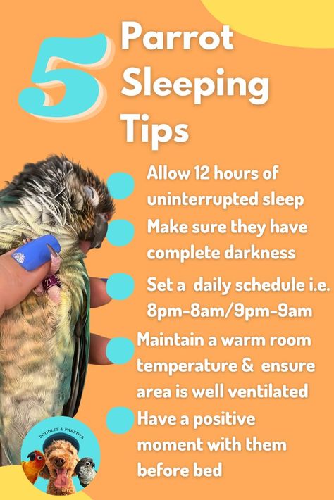 Most parrots function on a 12-hour sleep cycle and the quality of their sleep is essential to their happiness and health. They should have complete darkness and quietness during this 12 hour period. Leave your parrot alone while it sleeps. The more time it spends in uninterrupted sleep, the faster it will enter a REM sleep cycle, which is a much deeper level of rest. Budgie Tips, Rem Sleep Cycle, Budgie Food, Alexandrine Parrot, Parakeet Care, Parrot Care, Parrot Diet, Farm Facts, Love Birds Pet