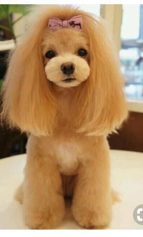 Toy Poodle Puppy Cut, Poodle Puppy Cut, Toy Poodle Haircut, Puppy Haircut, Poodle Hair, Poodle Haircut, Dog Grooming Styles, Red Poodles, Ugly Dogs