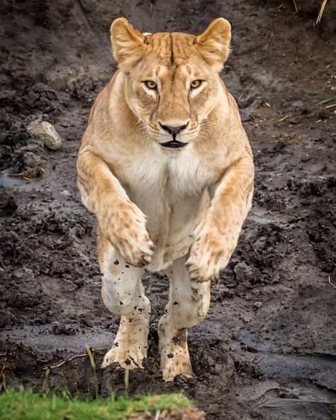 Yaron Schmid •• YSWildlifePhotography: “Some of my shots are pure luck of being in the right place at the right time, but this is not one of them. We watched a pride of lions with cubs playing and this lioness tried to cross a small puddle without getting her feet wet. She walked back and forth and I asked my driver to move a bit to a spot where I thought she will cross. Luckily, she jumped straight towards the camera.” Dog Rap, Lion Love, African Animals, Animal Planet, Exotic Pets, Beautiful Cats, Big Cats, Beautiful Creatures, Wild Cats