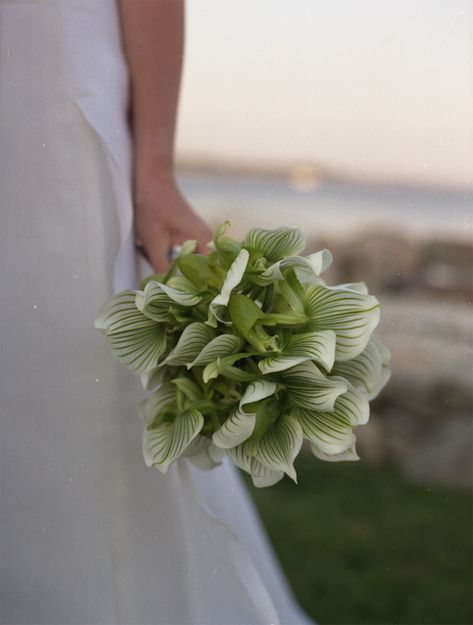 . Variegated Hosta, Unique Bridal Bouquets, Green Wedding Bouquet, Dresses Photography, Green Wedding Inspiration, Green Bouquet, Ikebana Flower Arrangement, Wedding Photo Gallery, Cape Cod Wedding