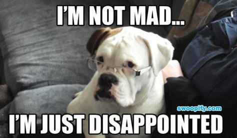 disappointed Im Not Mad, Boxer And Baby, Bulldog Mom, Dog Personality, Boxer Love, Puppies And Kitties, Funny Dog Pictures, Boxer Dogs, Funny Animal Pictures