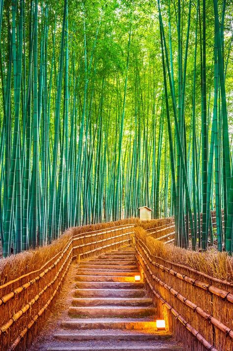 Lightning storm over city. In purple light , #spon, #storm, #Lightning, #city, #light, #purple #ad Bamboo Forest Japan, Storm Lightning, Bamboo Landscape, Japan Ad, Urban Analysis, Bamboo Products, Japan Crafts, Japan Landscape, Bamboo Architecture