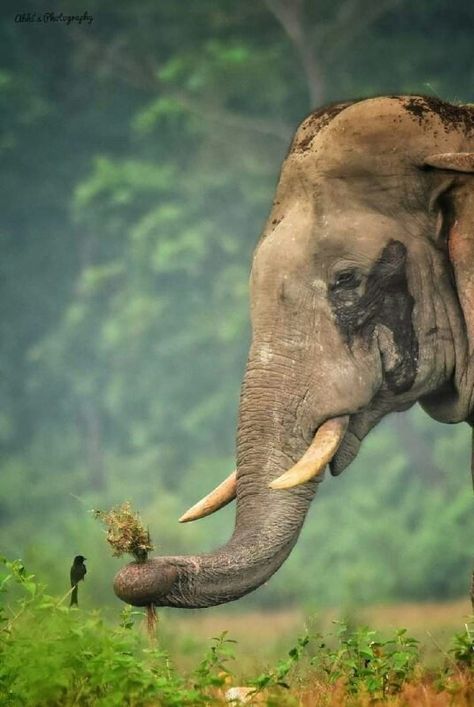 Indian Elephant Photography, Nice Dp, Asian Elephants, Elephant Backpack, Elephant India, Embroidery Animals, Elephant Bedding, Elephant Canvas Art, Elephant Shrew