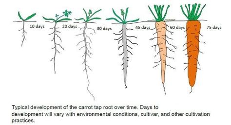 Typical Carrot Development (from seed) How To Plant Carrots, Growing Carrots, Biennial Plants, Cottage Garden Plants, Carrot Seeds, Garden Veggies, Veg Garden, School Garden, Home Vegetable Garden