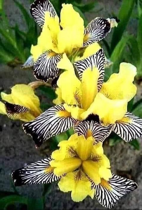 Strange Flowers, Exotic Orchids, Wonderful Flowers, Unusual Flowers, Beautiful Flowers Garden, Rare Flowers, Beautiful Rose Flowers, Iris Flowers, Beautiful Flowers Pictures