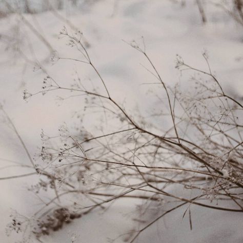 Skadi Goddess, Snowy Hogwarts Aesthetic, Winter Faerie Aesthetic, Freshly Fallen Snow Aesthetic, White Witch Aesthetic Narnia, Colleen Wing, Abigail Hobbs, Primrose Everdeen, Snowy Tree Aesthetic