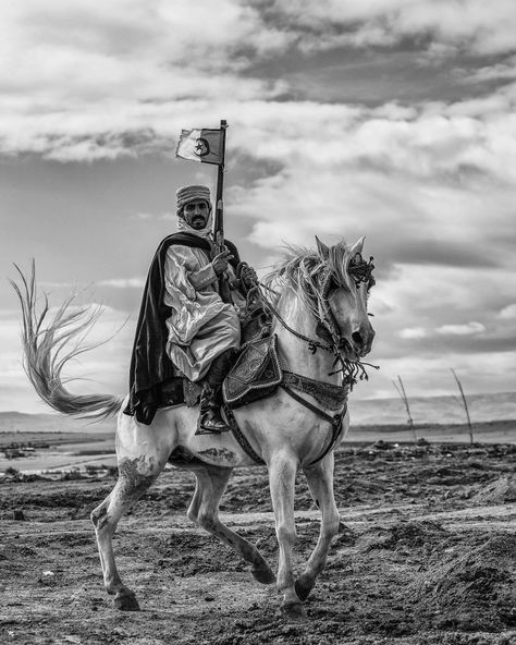 Florilège: NADJIB RAHMANI - PHOTOGRAPHE - ALGERIE Arabic Horse, Knight Drawing, Different Horse Breeds, Arabian Knights, Akhal Teke Horses, Ape Hangers, Beautiful Arabian Horses, Prints Fashion, Akhal Teke