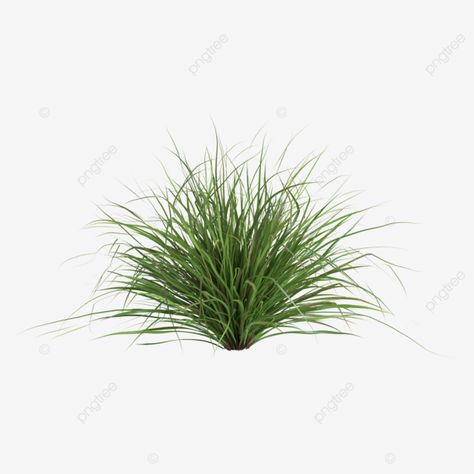 Red Shrubs, Cymbopogon Citratus, Cartoon Grass, Fruit Shrub, Ophiopogon Japonicus, Grass Background, Small Shrubs, Planting Shrubs, Spring Background