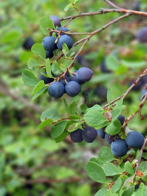 Blueberry Branch, Botanical Photos, Grow Blueberries, Cheesecake Blueberry, Blueberry Bush, Cake Blueberry, Flower Reference, Blueberry Plant, Inktober 2024