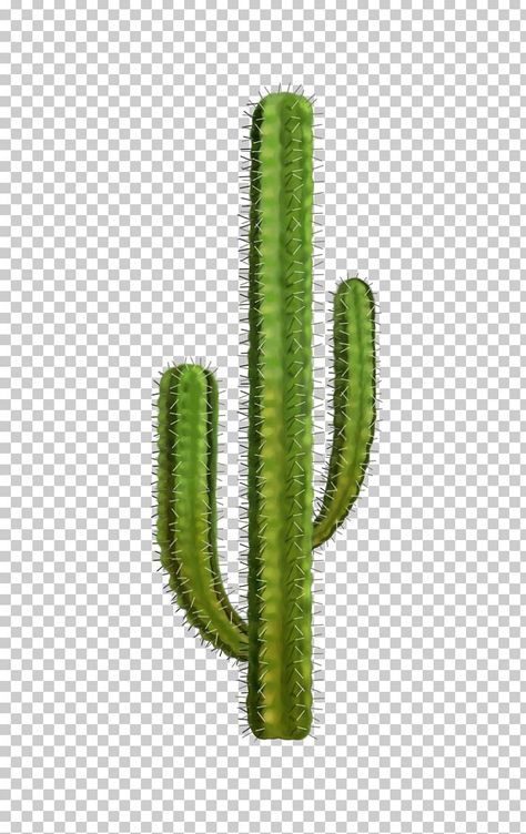 Cactus Collage, Cactus Tree, Cactus Cartoon, Cartoon Cactus, Tall Cactus, Cactus Png, Study Tour, Cactus Clipart, Grass Wallpaper