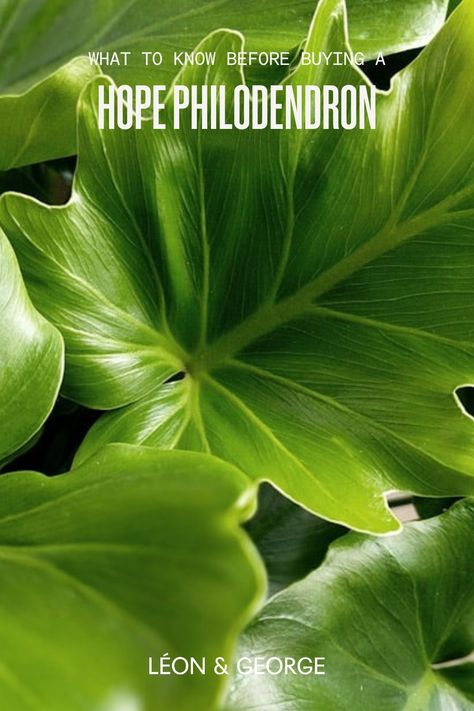 Everything you need to know before you buy a Hope Philodendron or Little Hope. Hope Philodendron, Philodendron Hope, Philodendron Selloum, Philodendron Care, Natural Plant Food, Plant Care Tips, Plant Mama, Philodendron Plant, Soil Layers