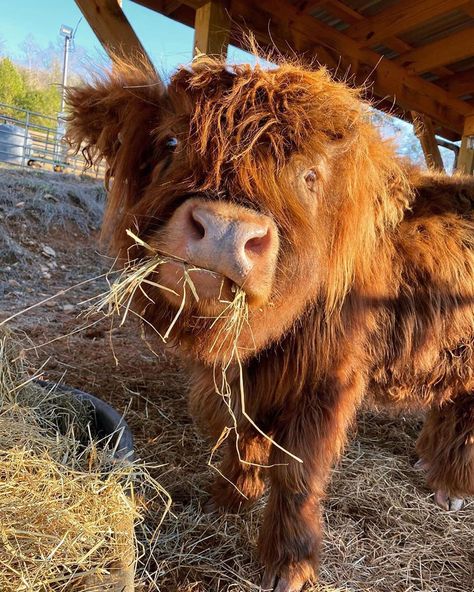 Hilander Cows, Cow Wallpaper, Fluffy Cows, Highland Cows, Cow Calf, Baby Cows, Animal Pics, Birthday List, Breakfast Time