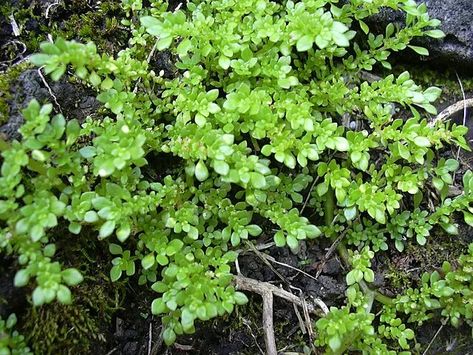 How to Grow and Care for Pilea microphylla (Artillery plant) Pilea Microphylla, Organic Compost, Soil Ph, Southern Region, Ground Cover Plants, Peat Moss, Replant, Plant Species, Types Of Soil