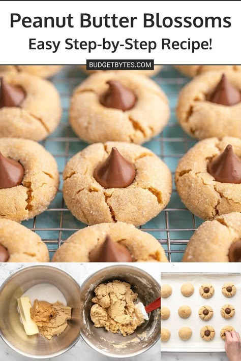 Peanut butter blossoms are a classic Christmas cookie that features a chewy peanut butter cookie topped with a sweet chocolate kiss. Pop over to our site for the recipe! | cookie recipes | desserts | baking recipes | budget recipes | Peanut Butter Kiss Cookies Recipe, Peanut Blossom Cookies, Peanut Butter Kiss, Peanut Butter Kiss Cookies, Peanut Butter Blossom Cookies, Chewy Peanut Butter Cookies, Blossom Cookies, Budget Bytes, Peanut Butter Blossoms