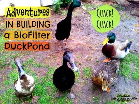 Homesteading Ducks, Duck Pens, Homestead Animals, Backyard Ducks, Duck Coop, Duck Farming, Raising Ducks, Pet Ducks, Duck House