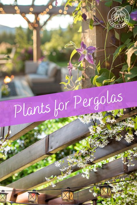 Adding climbing plants is a fantastic way to spruce up your pergola. A well-chosen plant can provide shade, bring in lovely natural elements, and even give you pleasant scents or fruits to enjoy. When picking the perfect plant for your pergola, think about how fast it grows, how big it gets, and how much care it needs to make sure it fits well in your space. In this post, we’ll share some of the best climbing plants to grow over your pergola. Pergola Garden Ideas Plants, Flower Beds Around Pergola, Pergola Vine Ideas, Natural Pergola Ideas, Flowers For Pergola, Climbing Plants On Pergola, Growing Vines On Pergola, Plant Covered Pergola, Vining Plants For Pergola