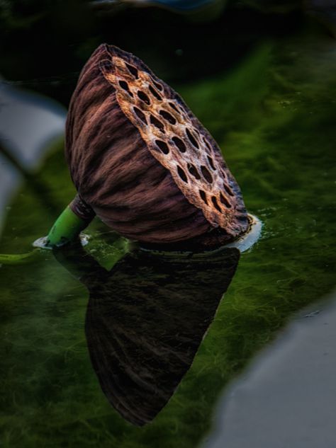 LOTUS POD Lotus Seed Pod, Lotus Seed, Macro Photographers, Lotus Pods, Lily Lotus, Seed Pod, Lotus Art, Fruit Jewelry, Lotus Flowers