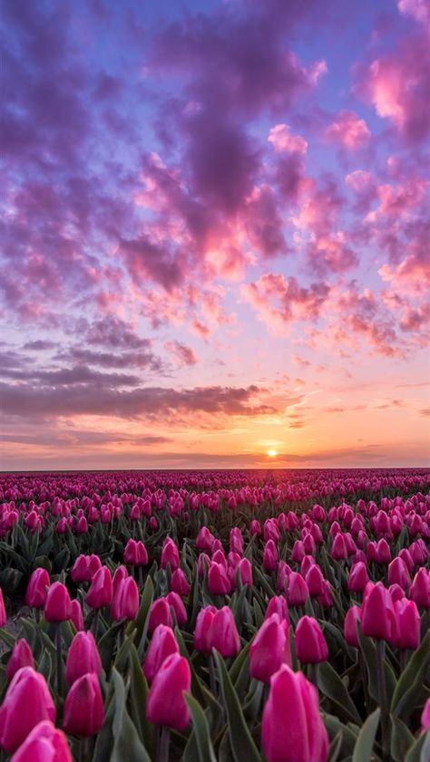 Free Wallpaper Backgrounds, Field Wallpaper, Tulip Fields, Wallpaper For Iphone, Nothing But Flowers, Pretty Landscapes, Flower Therapy, Beautiful Flowers Wallpapers, Pink Tulips