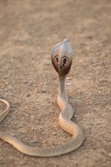 Monocled Cobra | The Butterfly Diaries Baby Cobra, Indian Cobra, Snake Bite Piercing, Snake Photos, Cute Relationship Pictures, Hognose Snake, Couple Quotes Funny, Snake Bite, Frog Pictures