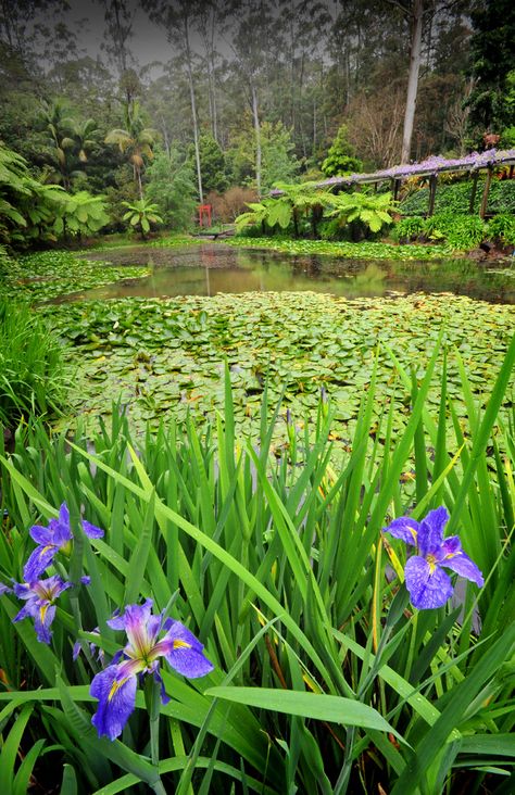 Mount Tamborine South East Queensland by Ian Rolfe Mount Tamborine, Tamborine Mountain, Cairns Queensland, Beautiful Australia, Australia Tourism, Gold Coast Queensland, Australian Travel, Cedar Creek, Camping Spots