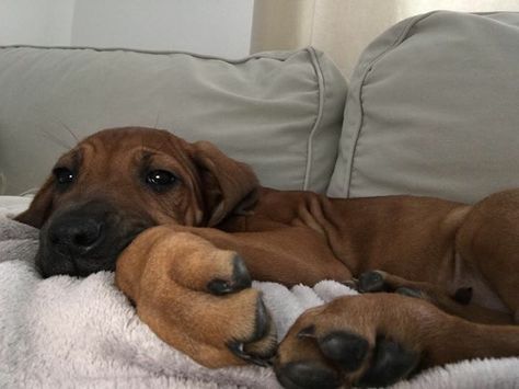 Rhodesian Ridgeback Aesthetic, Rodhesian Ridgeback, Rhodesian Ridgeback Puppies, Running Buddies, Cute Dog Photos, Pretty Dogs, Rhodesian Ridgeback, Cute Animal Pictures, Baby Dogs