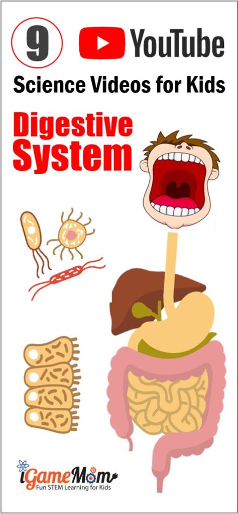 YouTube Science Video Teaching Human Body Digestive System for Kids, digestive process and functions, digestive system organs and parts, starting from the function of mouth in digestion systsem. Visual learning resource for human body unit and biology class Digestive System For Kids Project, Digestive System Kindergarten Activities, Body Systems For Kids, Digestive System 3rd Grade, Digestive System Lesson, Digestive System For Kids, Grade 5 Human Body Systems, Human Body Unit Study, Science Videos For Kids