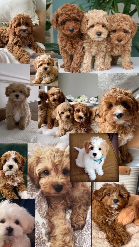 Smallest Dog In The World, Maltese Dogs Brown, Cute Cockapoo Puppies, Cavapoo Puppies Full Grown, Teddy Bear Cut Cavapoo, Cavapoo Haircut Styles, Australian Goldendoodle, Apricot Cavapoo, Mini Golden Doodle Puppy