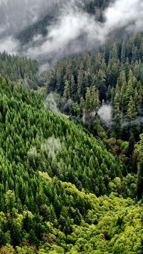 Range Top, Long Shot, Misty Forest, Cascade Mountains, Drone Photos, Central Oregon, Drone Photography, Mountain Top, Top View