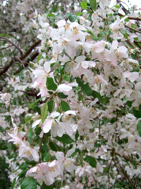 Known for their fragrant springtime blooms and jewel-like fruit, crabapple trees make beautiful additions to the landscape. There are tons of varieties to choose from, but here are the best ones for long-lasting, colorful flowers, fruit, and fall foliage. #crabappletrees #floweringcrabappletrees #landscaping #frontyard #bhg Flowering Crabapple Tree, Flowering Crabapple, Weeping Trees, Winter Foliage, Paint Flowers, Crabapple Tree, Cottage Farm, Dry Garden, Japanese Maple Tree