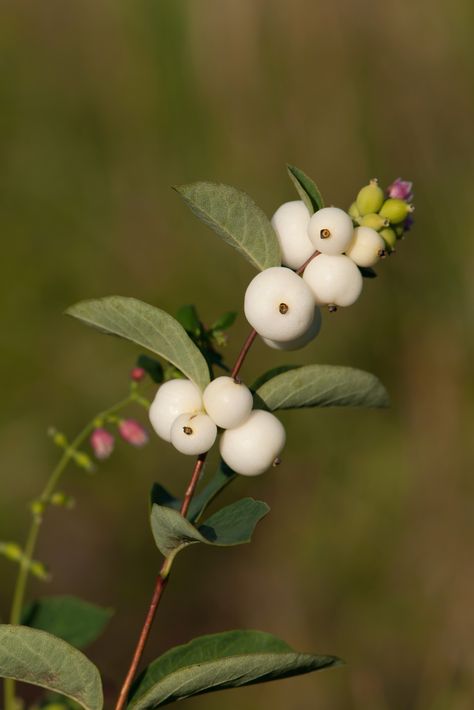 Common Snowberry, Symphoricarpos Albus, Flower Fillers, Berry Garden, Berry Bushes, Floral Illustration, Pink Blossom, Foliage Plants, Raw Honey