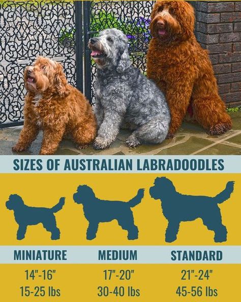 Standard Labradoodle, Doodle Breeds, Labradoodle Miniature, Australian Labradoodles, Chocolate Labradoodle, Australian Labradoodle Puppies, Puppy Videos, Big Puppies, Australian Labradoodle