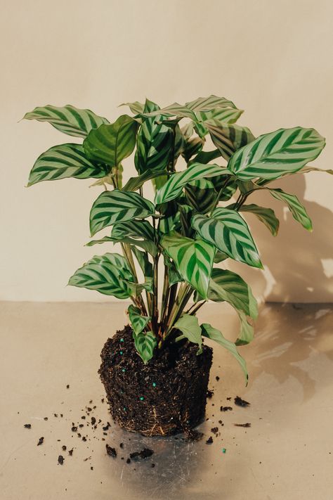 Calathea Freddie, South American Rainforest, Plant Shop, Best Indoor Plants, Plant Identification, Garden Windows, Growing Indoors, Water Lighting, Plant Mom