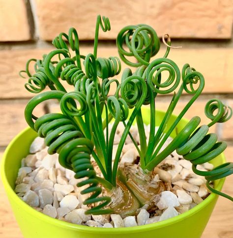 This Unique Succulent Houseplant Has the Most Amazing Spiraled Leaves Albuca Spiralis, Alien Flowers, Houseplant Tips, Compact Garden, Greek Orzo, Fairy Terrarium, Aesthetic Gardening, Small Trellis, Houseplants Low Light