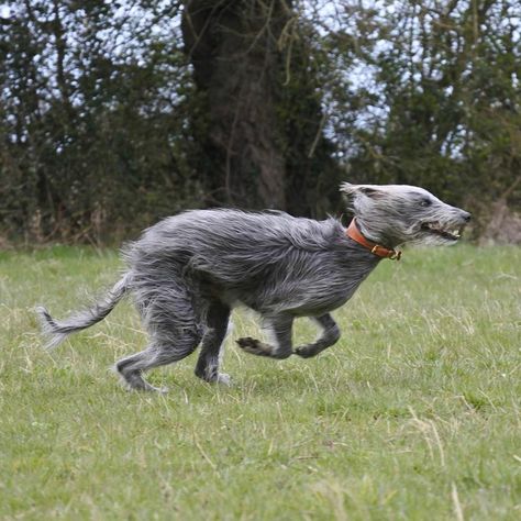 Bedlington Whippet, Grey Hound, Long Face, Grey Hound Dog, Animal Photos, Hound Dog, Cute Animal Photos, Whippet, Art References