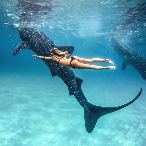 : “Swimming with whale sharks 🌍Philippines Swimming With Whale Sharks, Cebu City, A Whale, Skateboarder, Dream Travel Destinations, Under Water, Whale Shark, Underwater Photography, In The Ocean