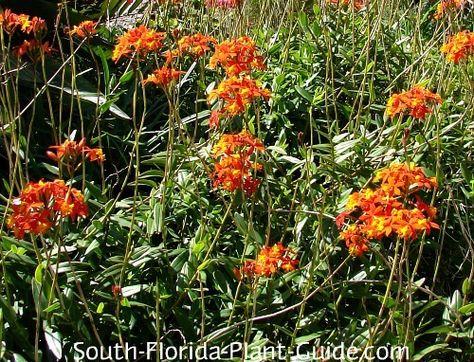 Zone 10 Plants, Ground Orchids, Florida Landscaping, Florida Plants, Florida Gardening, Orange Plant, Plant Zones, Gardening Zones, Growing Orchids