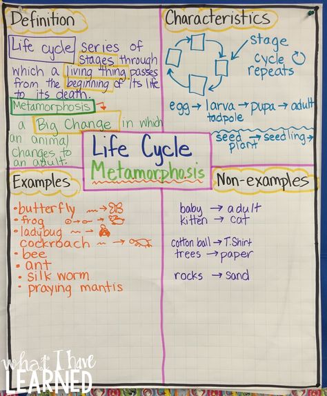 using the frayer model to outline the definition, characteristics and examples of a life cycle, specifically those related to a metamorphosis... Frayer Model, Butterfly Lessons, Cycle Poster, Science Life Cycles, Aboriginal Education, Science Stations, Second Grade Science, Animal Life Cycles, Life Cycles Activities