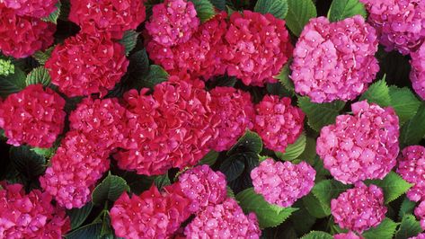 Enjoy these blooming beauties on schedule. Vanilla Strawberry Hydrangea, Strawberry Hydrangea, French Hydrangea, Southern Living Plant Collection, Types Of Hydrangeas, Southern Living Plants, Is It Too Late, Panicle Hydrangea, Hydrangea Colors