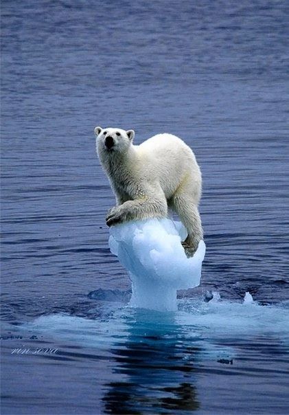 Alaska Animals, Urs Polar, 웃긴 사진, Ice Age, Polar Bears, Animal Planet, Animal Photo, Wild Animals, 귀여운 동물