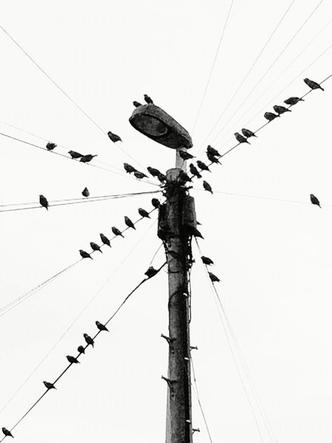 Birds on a Wire Bird On Powerline Tattoo, Birds On Wire Drawing, Birds On A Wire, Birds On Telephone Wire, Birds On Wire, Bird On Telephone Wire, Bird On Wire, Birds On Wire Silhouette, Birds On A Wire Photography