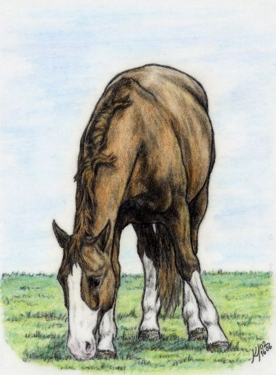 How To Draw Horse, Grazing Horse, Draw A Horse, Horse Grazing, Drawing Horses, Farm Animal Paintings, Horse Art Drawing, Saddle Horse, Rasy Koni