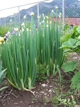 Walking Onions, Edible Perennials, Biointensive Gardening, Gardening Club, Perennial Vegetables, Potager Garden, Spring Onions, Winter Plants, Garden Veggies