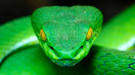 Can You Really Suck the Poison Out of a Snack Bite? #Snakes #snakebites #homesteading #adventure #firstaid #manstuff #itsapinterestinglife Green Pit Viper, Physics World, Sea Snake, Largest Snake, Pit Viper, Snake Head, Snake Art, Beautiful Snakes, Large Eyes