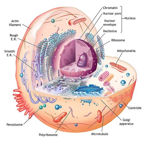 The Organelles Inside The Cell 3d Animal Cell Project, Animal Cell Diagram, Cell Illustration, Animal Cell Model, Cell Model Project, Animal Cell Project, Cell Project, Cell Diagram, Illustration Science