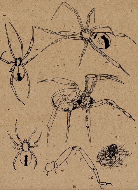 Bug Drawings Aesthetic, Spider Scientific Illustration, Insect Anatomy Drawing, Vintage Insect Illustration, Spider Anatomy Drawing, Bugs Drawing Sketches, Spider Drawing Sketches, Insect Sketches, Bug Anatomy