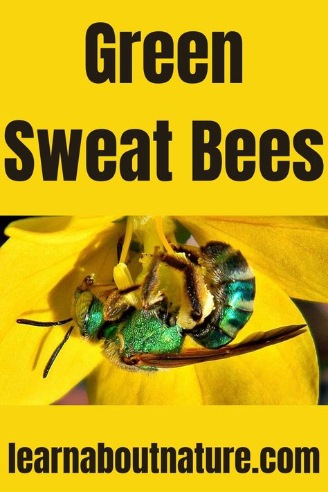 Green Sweat Bees Nature Website, Flying Animals, Sweat Bees, Carpenter Bee, Golden Green, About Nature, Red T Shirt, Yellow And Black, Red Tshirt