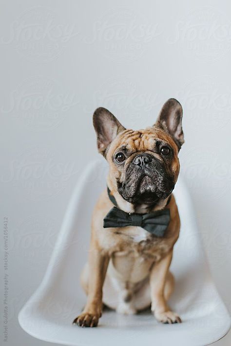 French Bulldog Photoshoot Ideas, French Bulldog Photoshoot, Frenchie Photoshoot Ideas, Bulldog Photoshoot, Bulldog Photography, White Eames Chair, Puppy Photoshoot, Puppy Photography, Dog Photoshoot