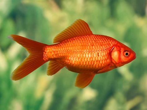 Red Goldfish  Order from https://aquarium.directory/product/red-goldfish/  Price starts from 1.40 GBP!  #auratus #carassius #goldfish #red  #aquarium Dangerous Fish, Common Goldfish, Discus Fish, African Cichlids, Red To Blonde, Home Aquarium, Fish Swimming, Angel Fish, Black Neon